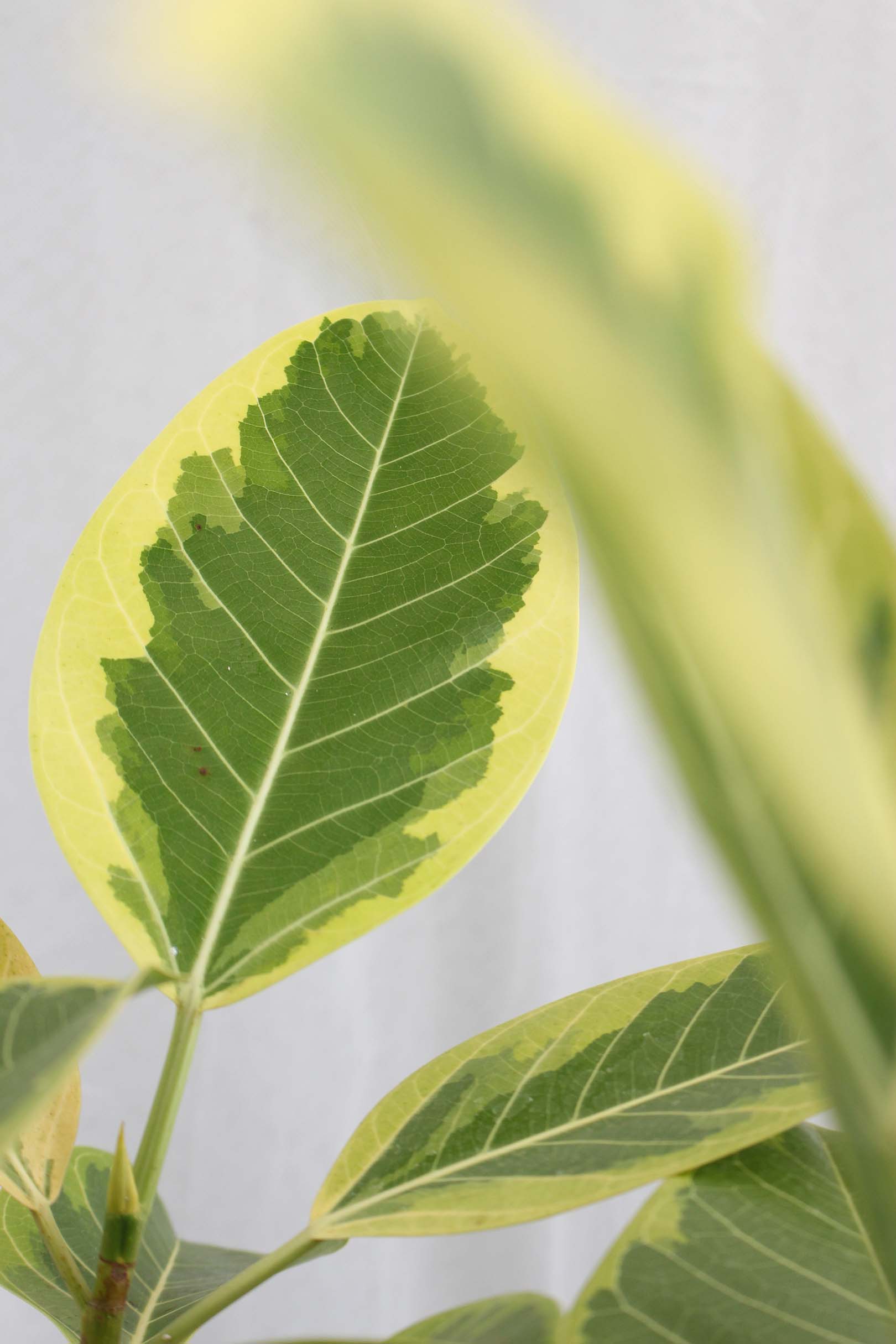 観葉植物｜フィカス アルテシマ｜10号｜XLサイズ*