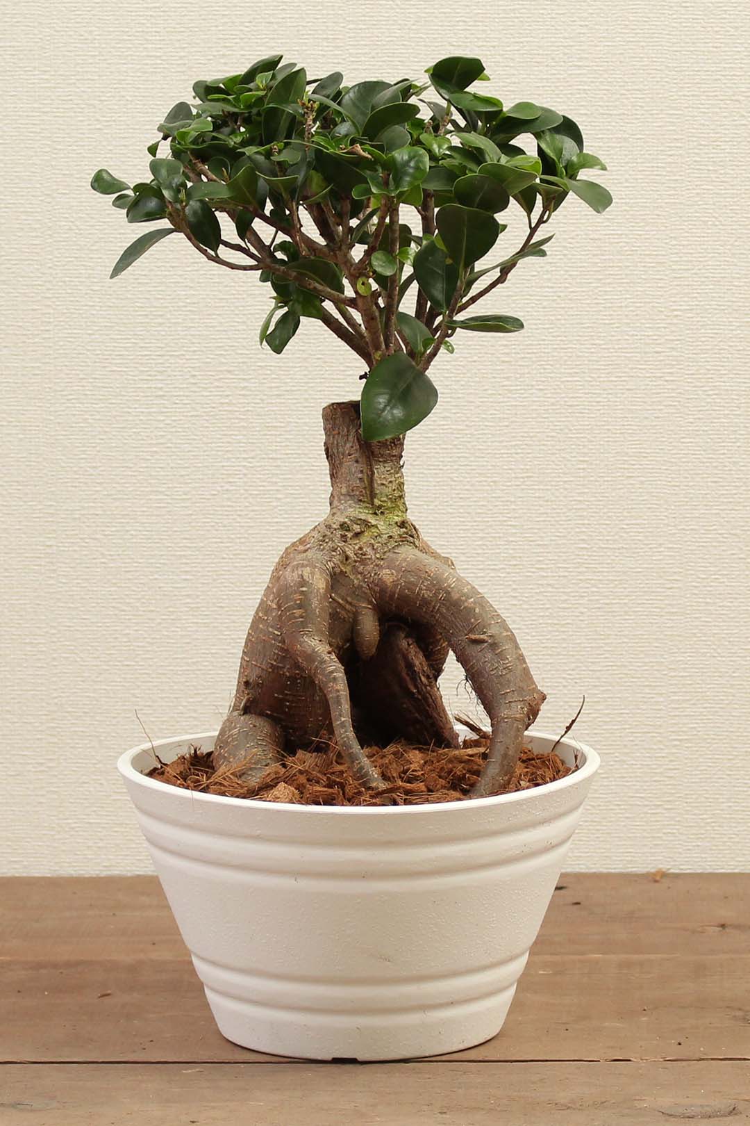 観葉植物｜ガジュマル 浅鉢｜7号｜XSサイズ*