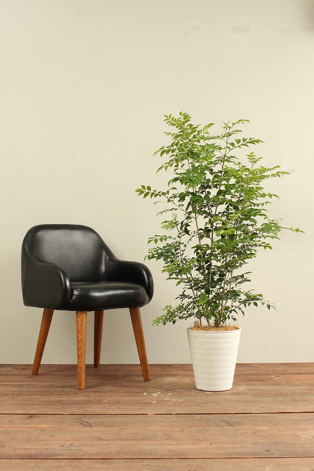 観葉植物｜シマトネリコ｜8号｜Mサイズ