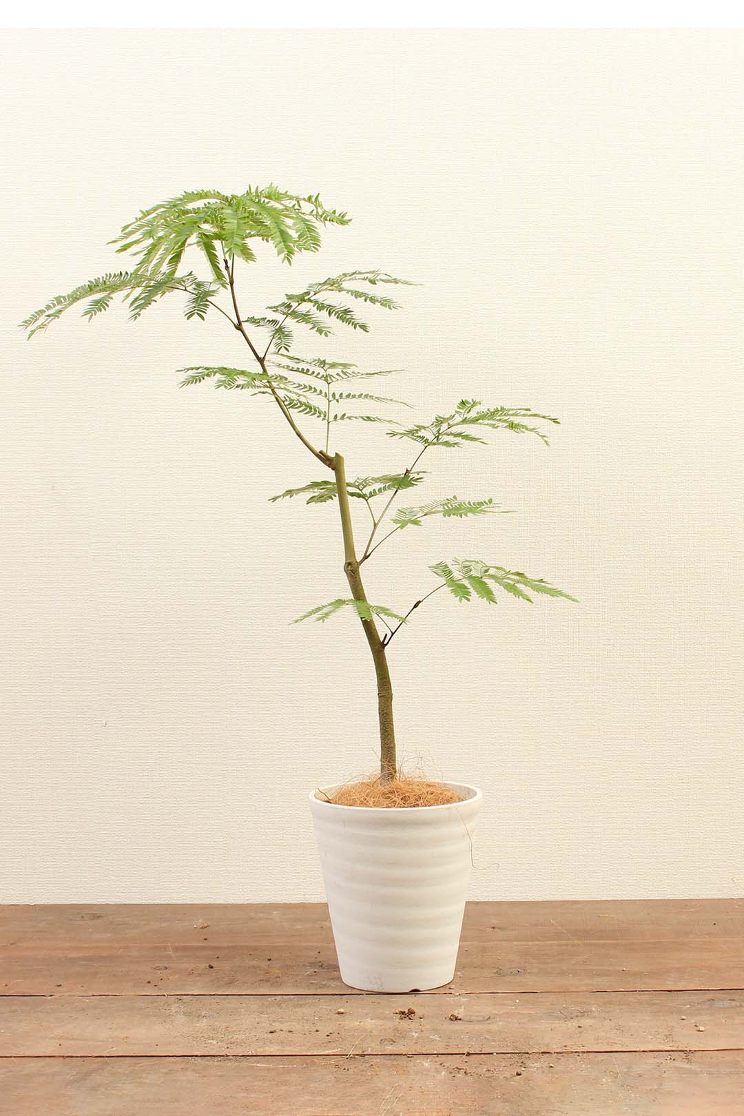 観葉植物｜エバーフレッシュ｜6号｜Sサイズ