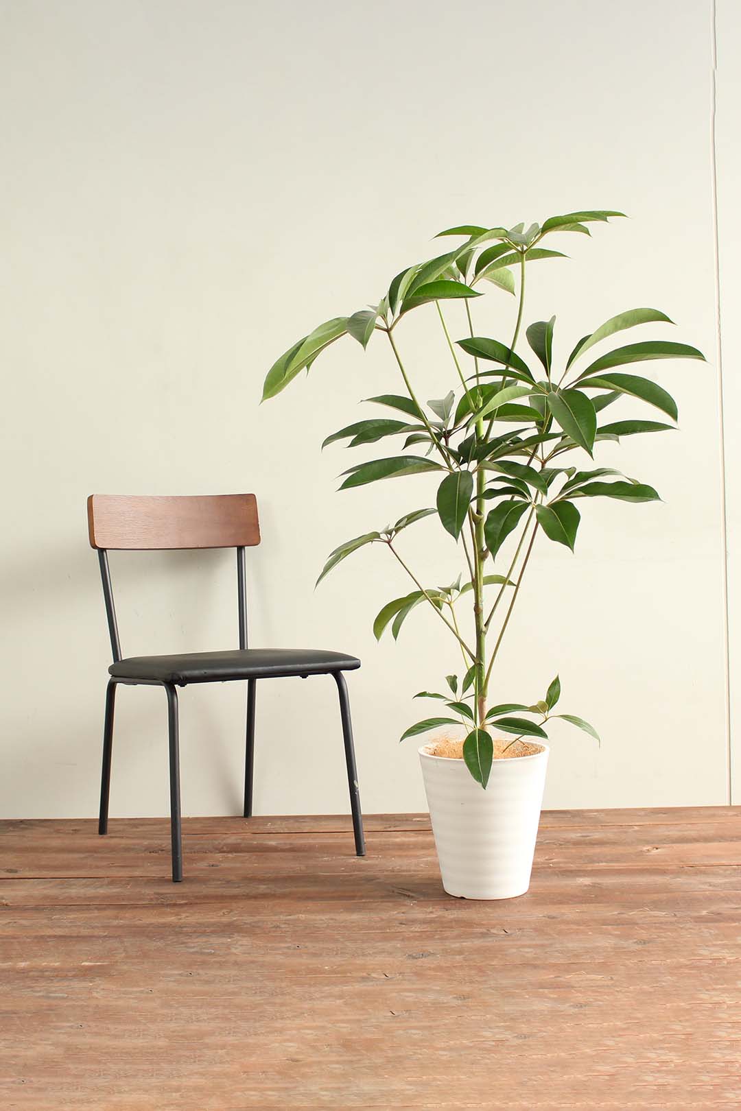 観葉植物｜ツピタンサス｜8号｜Lサイズ*