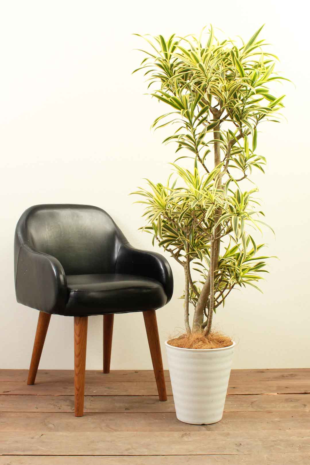 観葉植物｜ソングオブインディア｜8号｜Mサイズ*