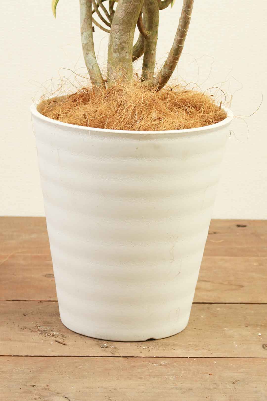 観葉植物｜ソングオブインディア｜8号｜Mサイズ*