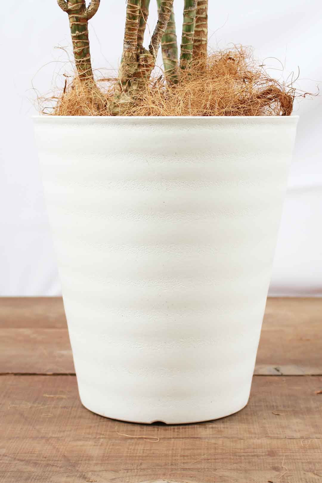 観葉植物｜ドラセナ ワーネッキー 白 ブランチ｜8号｜Lサイズ*