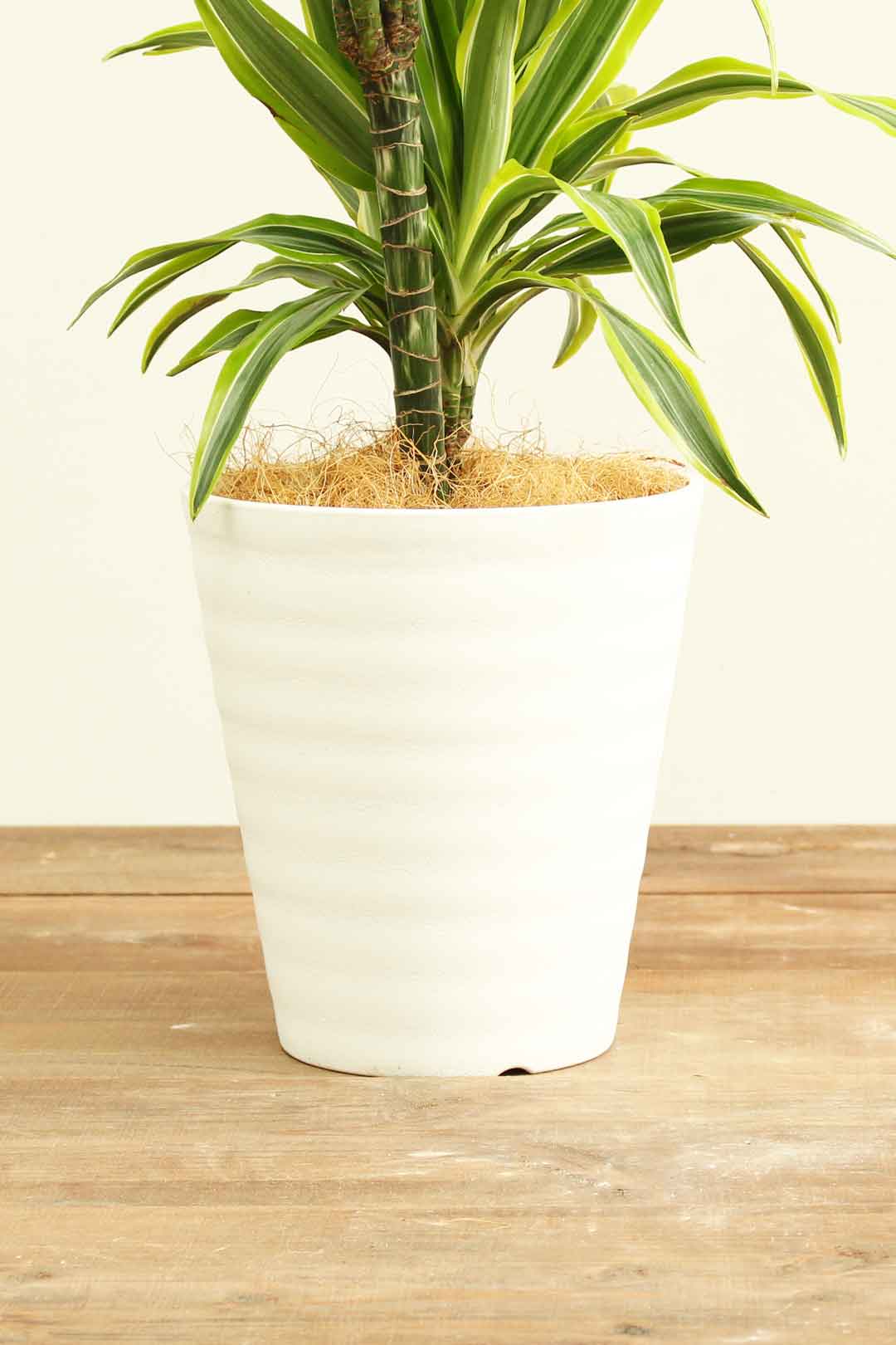 観葉植物｜ドラセナ ワーネッキー レモンライム｜7号｜Mサイズ
