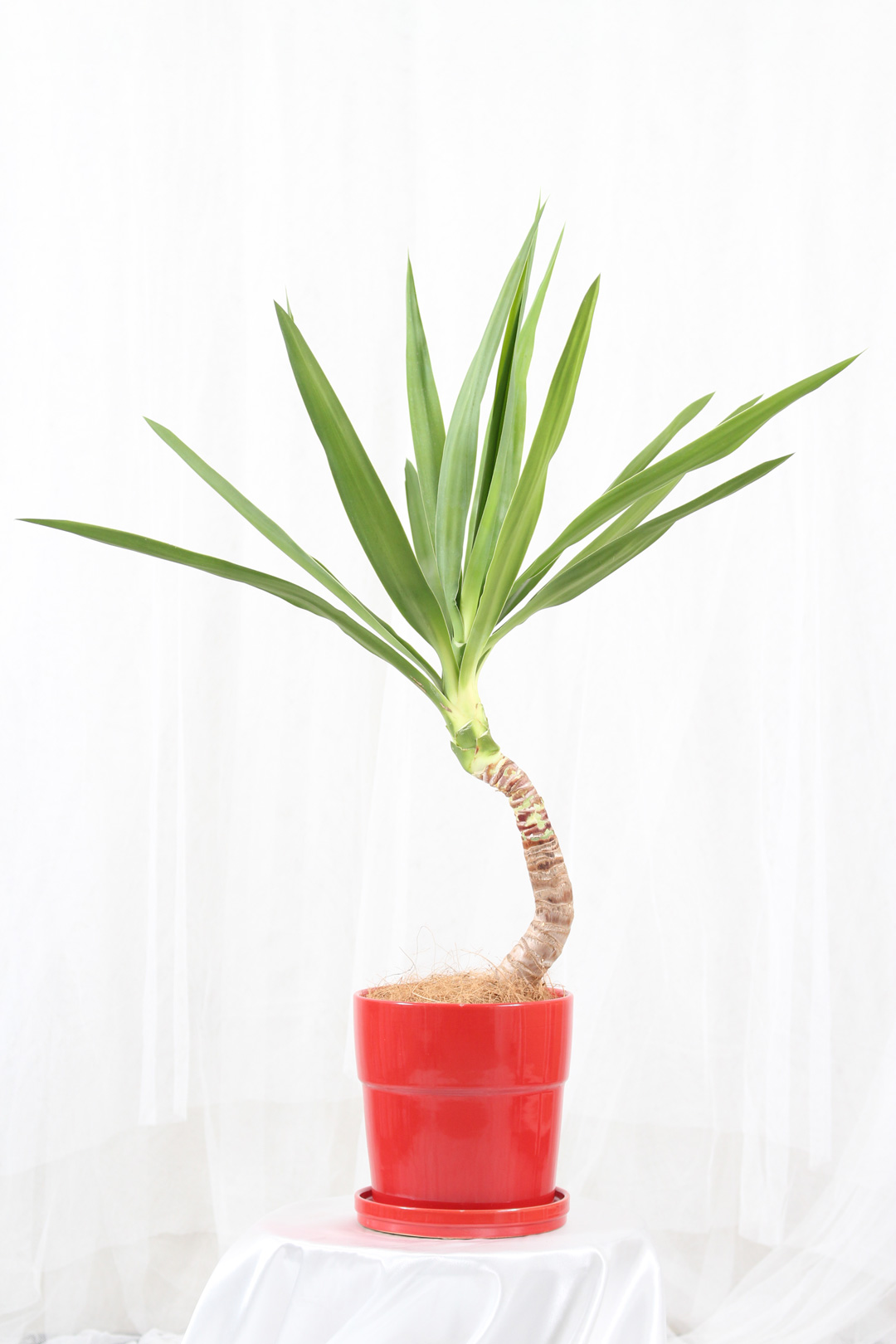 観葉植物｜3点セット ユッカ コウモリラン ビカクシダ｜限定品｜Sサイズ