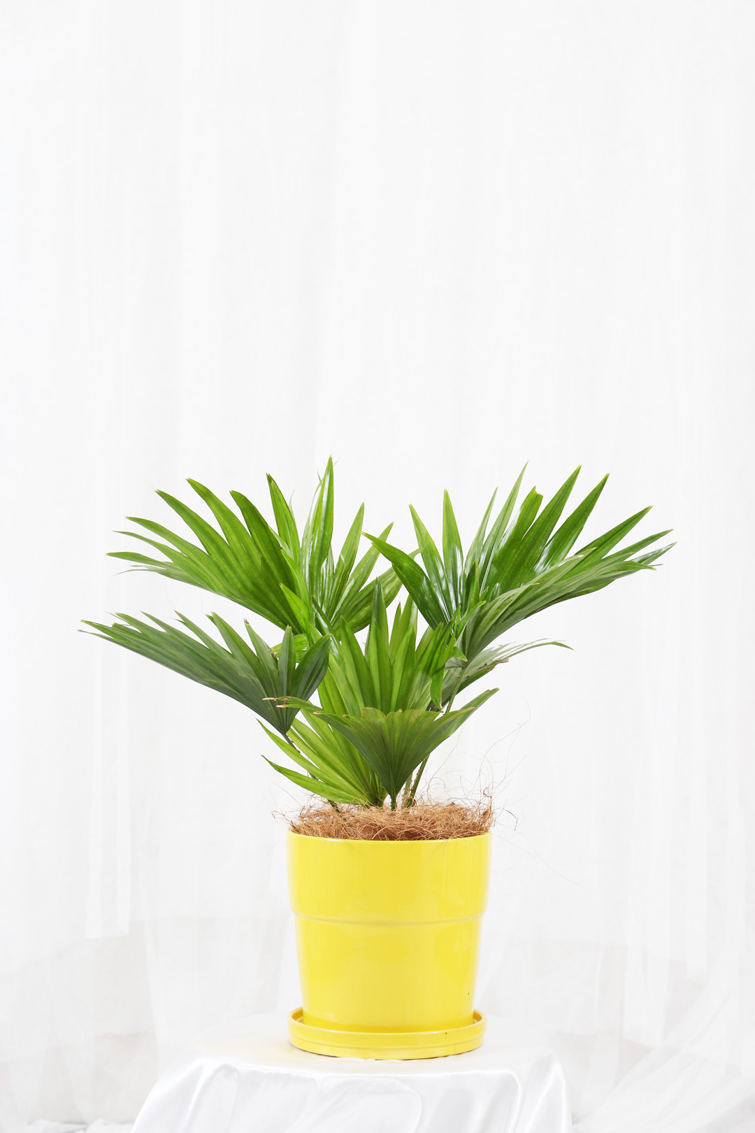 観葉植物｜3点セット ユッカ コウモリラン ビカクシダ｜限定品｜Sサイズ