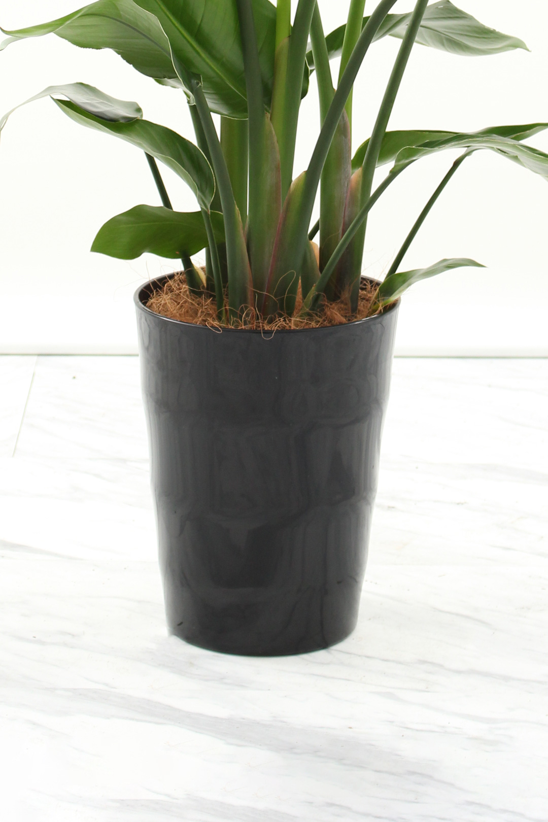 観葉植物｜ストレリチア オーガスタ｜8号｜黒鉢｜Mサイズ*