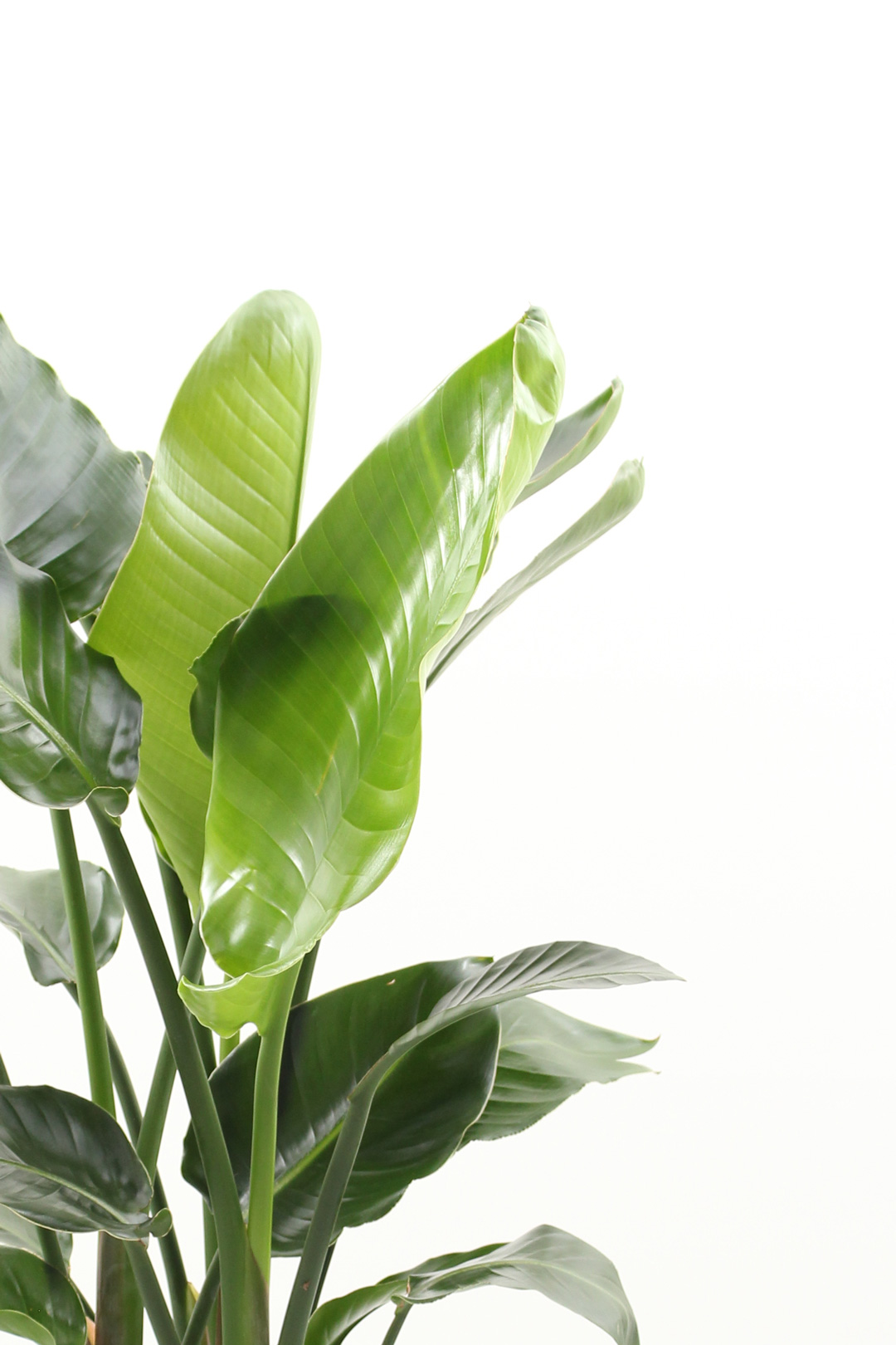 観葉植物｜ストレリチア オーガスタ｜8号｜黒鉢｜Mサイズ*