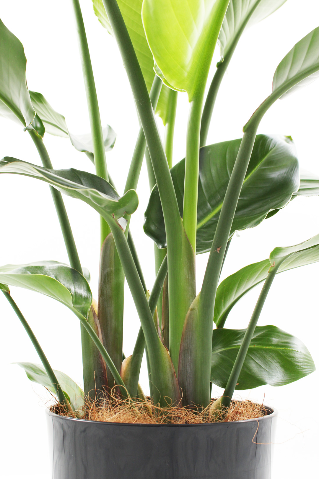 観葉植物｜ストレリチア オーガスタ｜8号｜黒鉢｜Mサイズ*