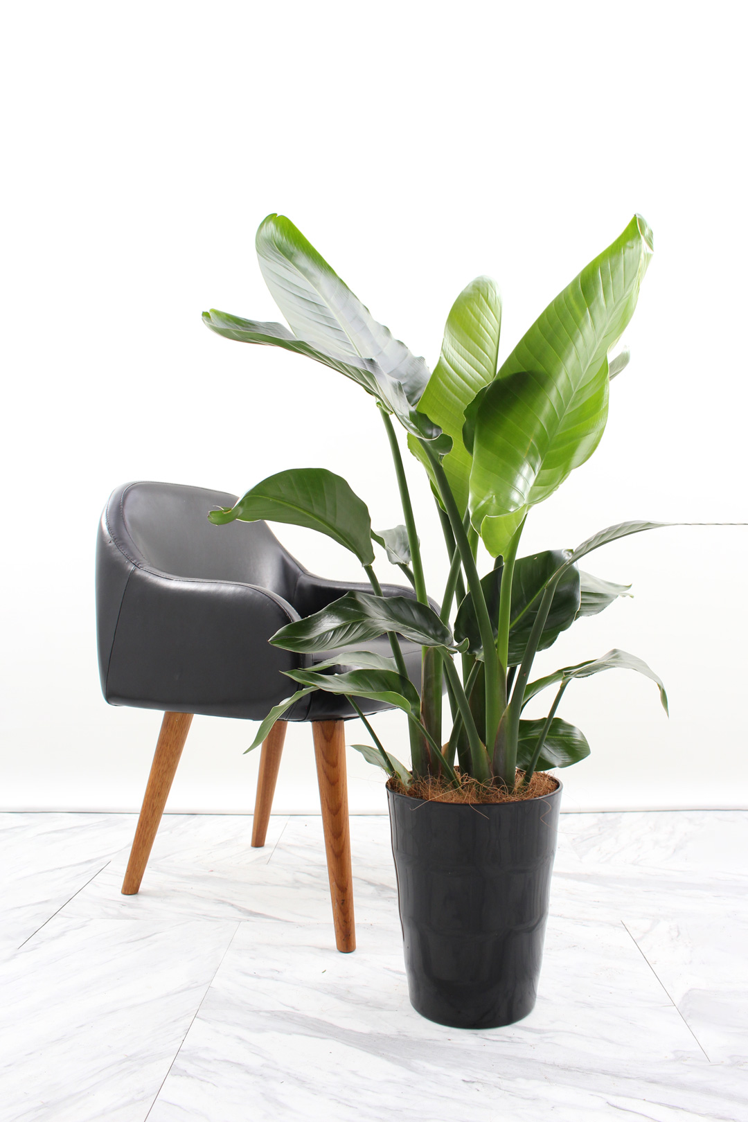 観葉植物｜ストレリチア オーガスタ｜8号｜黒鉢｜Mサイズ*