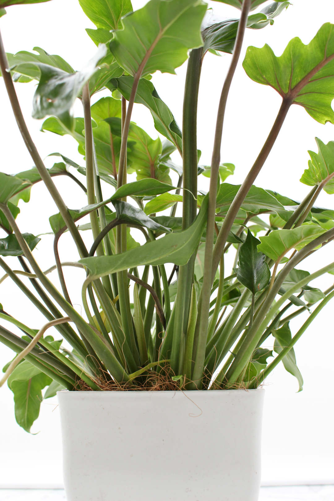 観葉植物｜クッカバラ｜7号｜Sサイズ