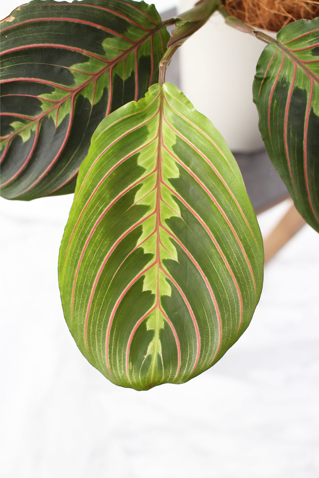 観葉植物｜マランタ ボスタス ｜1点物｜限定品｜Mサイズ