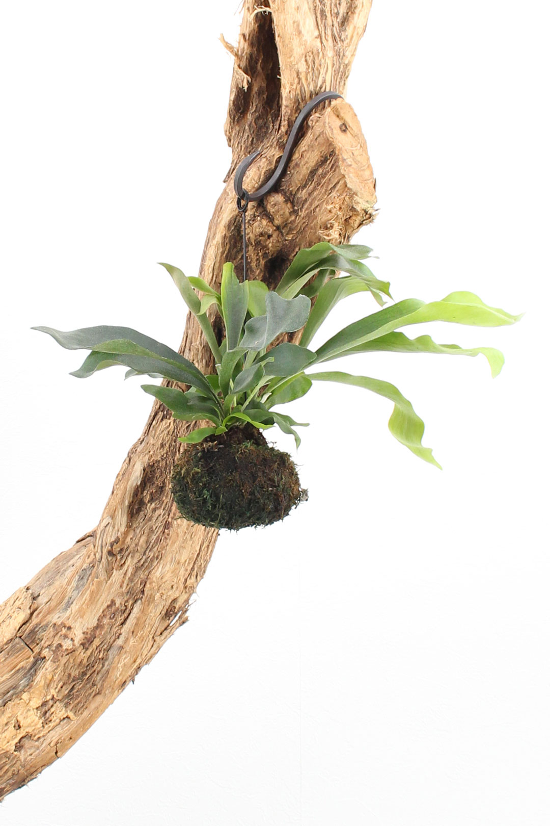 シダ植物｜コウモリラン アルキコルネ｜苔玉｜Mサイズ