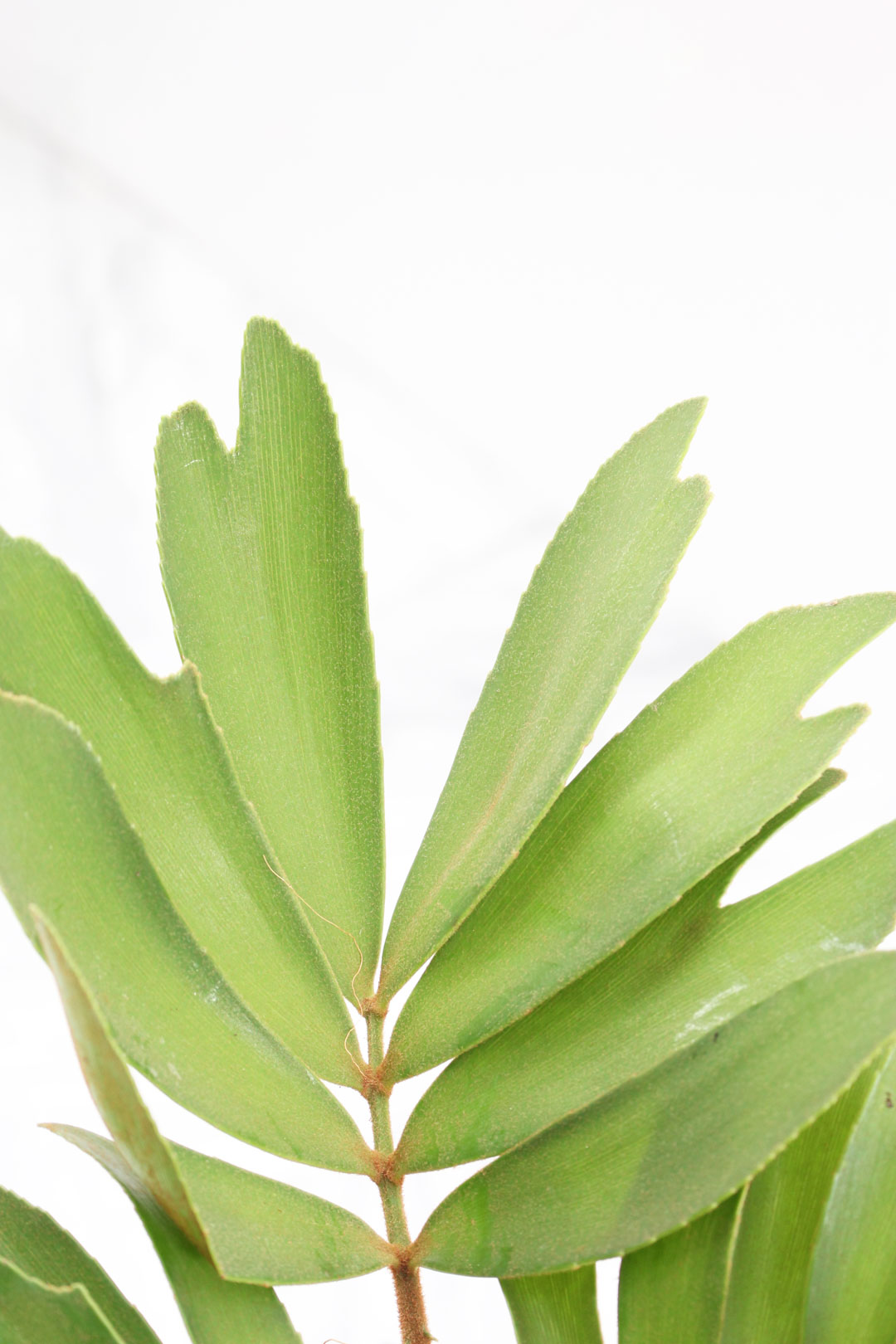 観葉植物｜ザミア メキシコ ソテツ 4号｜XSサイズ