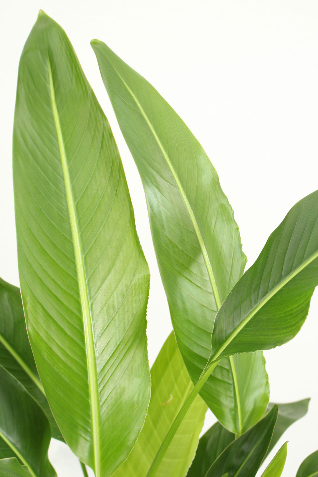 観葉植物｜タビビトノキ｜8号｜Mサイズ