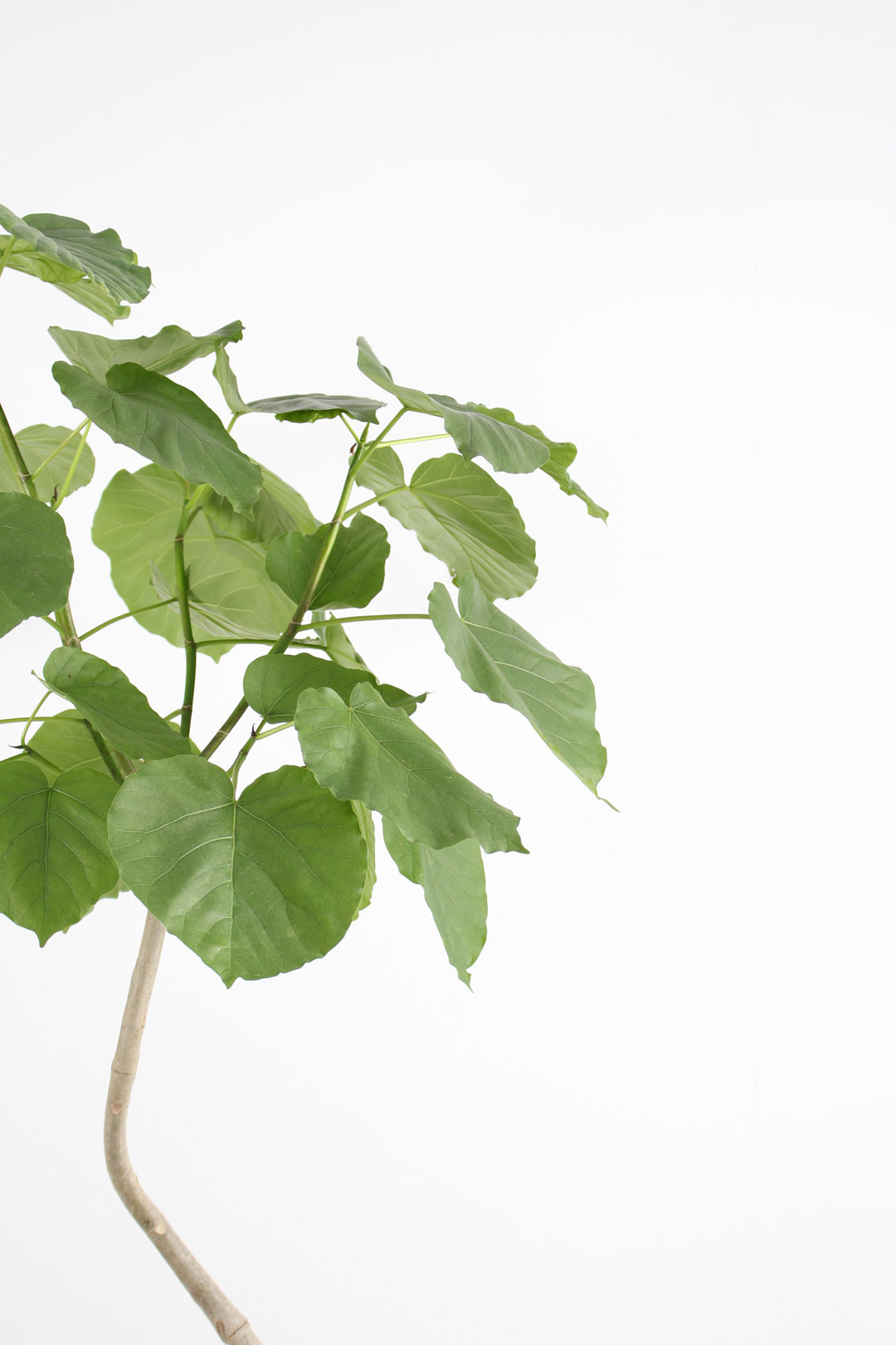 観葉植物｜フィカス ウンベラータ 曲がり｜10号｜XLサイズ*