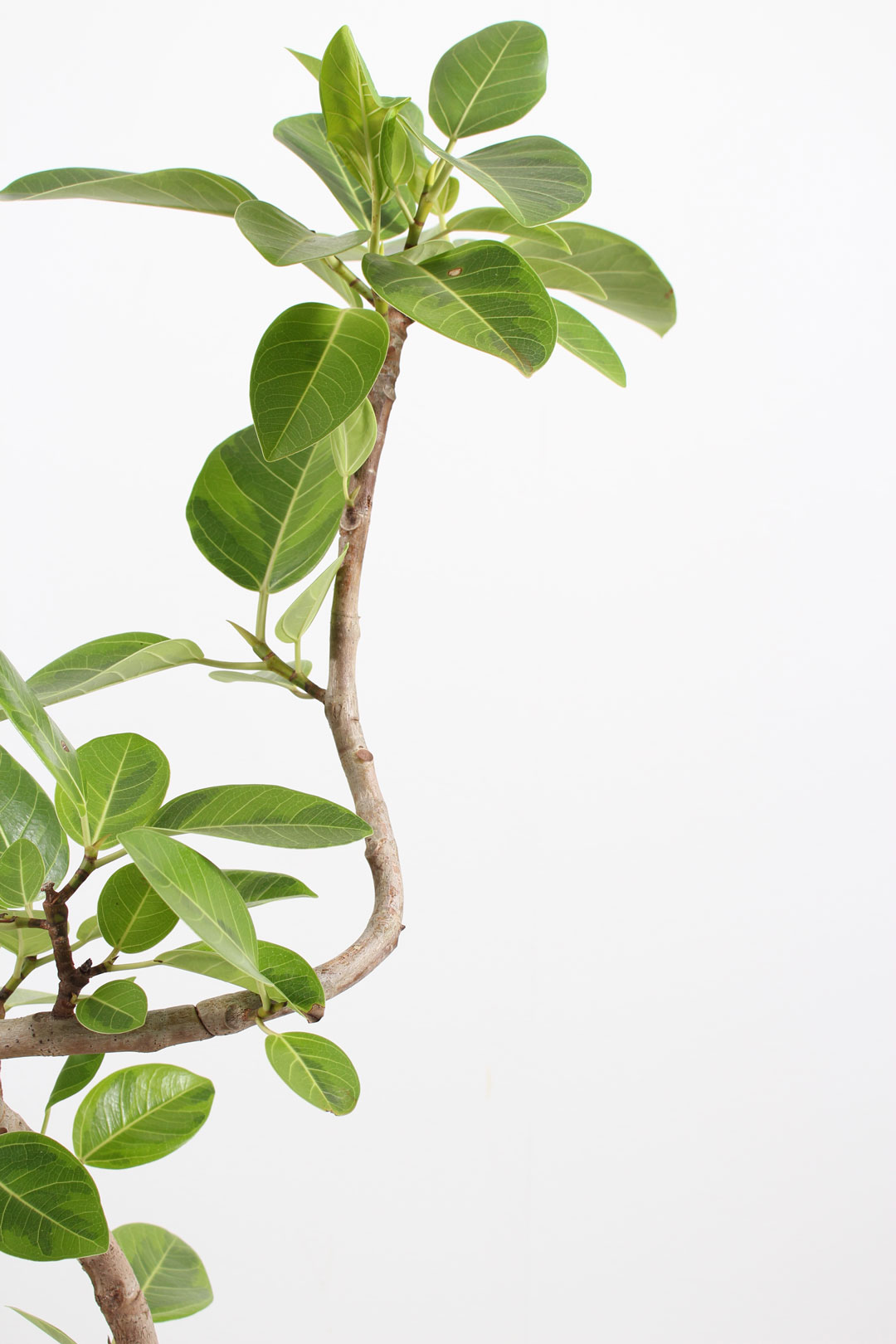 観葉植物｜フィカス アルテシマ 曲がり｜7号｜Mサイズ