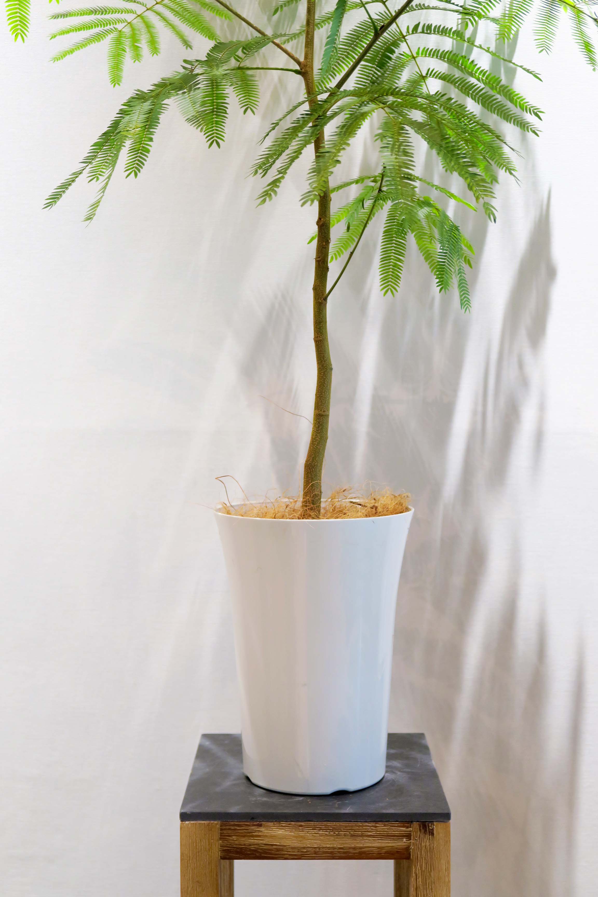 観葉植物｜エバーフレッシュ｜7号｜Lサイズ*